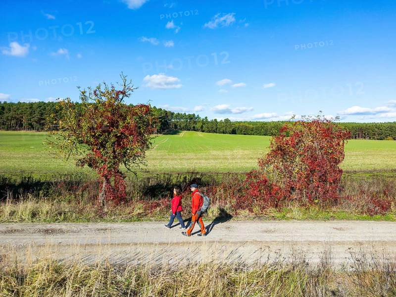 Aerial view, drone photo: A man and a woman walking in autumn between trees with red leaves in front of a landscape with fields and pine forests, literature trail in Rädigke, Fläming, Brandenburg, Germany