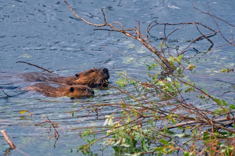 Two north american beavers (Castor canadensis), old and young swimming in the beaver pond, food plants visible, Yukon Territory, Canada