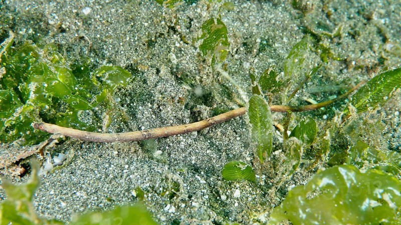 A slender spiny-snouted sea needle (Halicampus spinirostris), sea needle, hiding in the seagrass, dive site Secret Bay, Gilimanuk, Bali, Indonesia