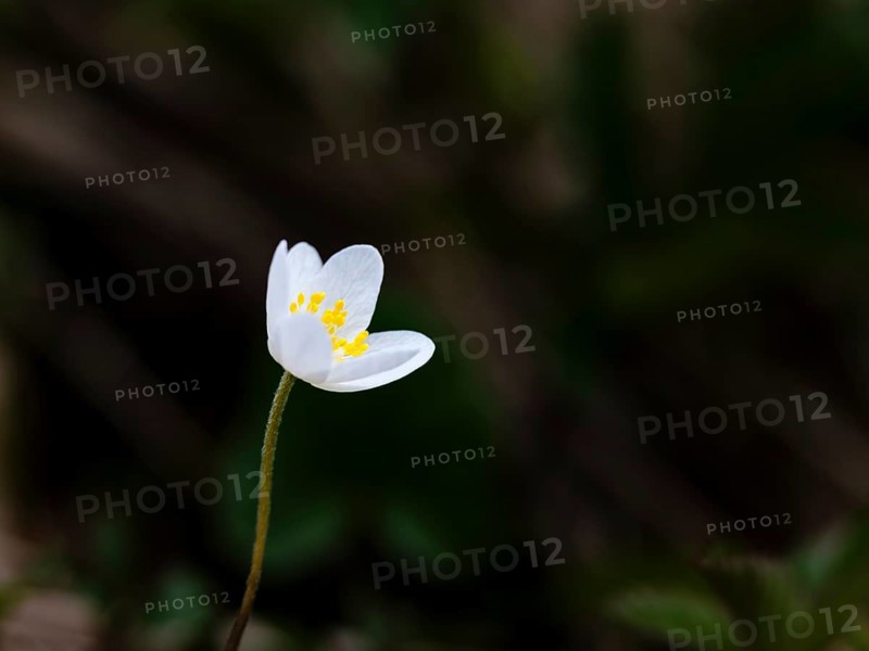 Wood anemone (anemone nemorosa), Bischofswiesen, Berchtesgadener Land, Upper Bavaria, Bavaria, Germany
