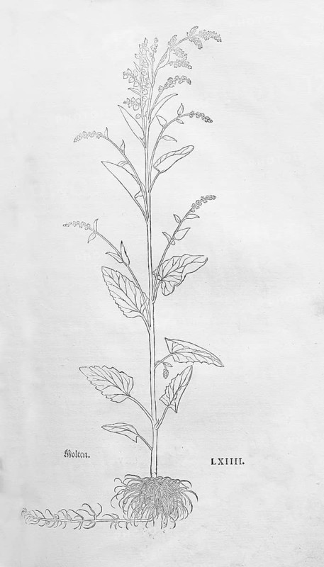 Garden melilot (Atriplex hortensis), woodcut by Leonhart Fuchs, from New Kreüterbuch, neues Kräuterbuch, Michael Isingrin, Basel, Switzerland, 1543