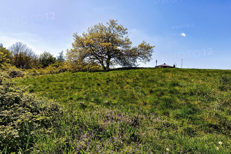 Single oak (Quercus), solitary oak on a mountain top, Köterberg, Lügde, sunny spring weather, Weserbergland, North Rhine-Westphalia, Germany