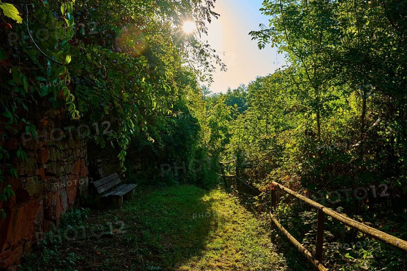 A shady forest path with a wooden bench and stone wall, railings in the sunlight, surrounded by lush foliage, Großheubach, Miltenberg, Spessart, Bavaria, Germany