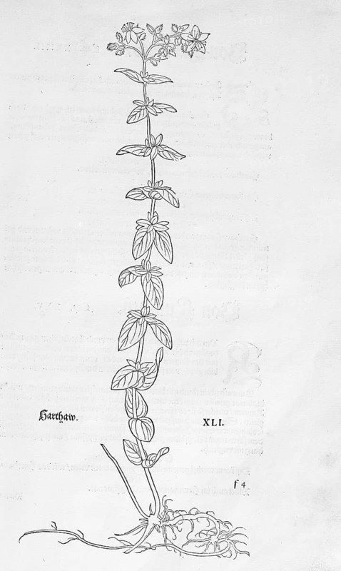 Hypericum hirsutum, Raues Hartheu (Hypericum montanem), woodcut by Leonhart Fuchs, from New Kreüterbuch, neues Kräuterbuch, Michael Isingrin, Basel, Switzerland, 1543