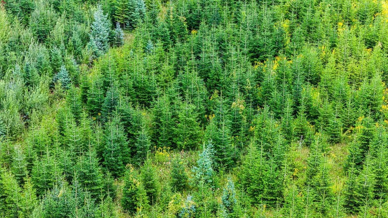 Christmas tree plantation in summer. Christmas trees grow in a coniferous forest for the coming season. Drone photo. Östringen, Baden-Württemberg, Germany
