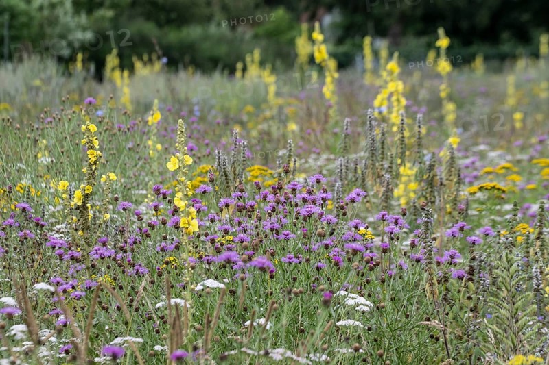 Flower meadow with large-flowered mullein (Verbascum densiflorum), Lower Saxony, Germany