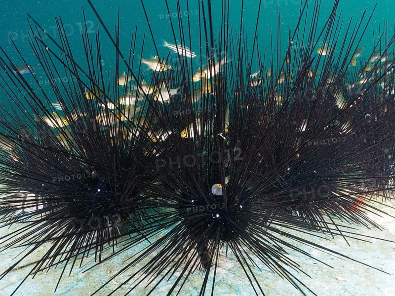 Arbacia lixula, Diadem sea urchin (Diadema setosum), next to small fish in the water, dive site Secret Bay, Gilimanuk, Bali, Indonesia