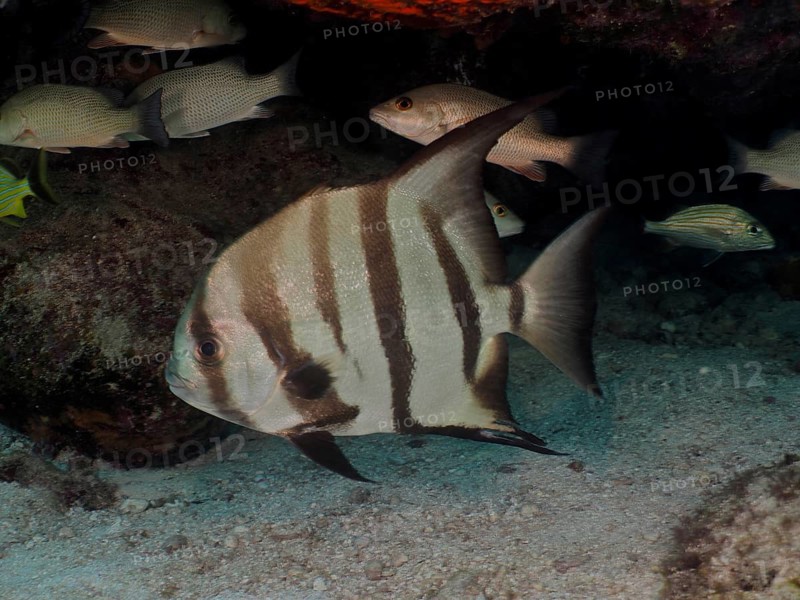 Striped fish, Atlantic spadefish (Chaetodipterus faber), swimming on the sandy seabed under a rock. Dive site John Pennekamp Coral Reef State Park, Key Largo, Florida Keys, Florida, USA