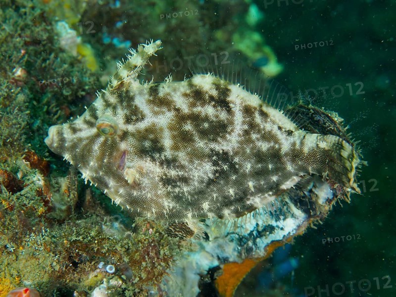 Seagrass filefish (Acreichthys tomentosus) resting on algae with a camouflaging pattern, dive site Secret Bay, Gilimanuk, Bali, Indonesia