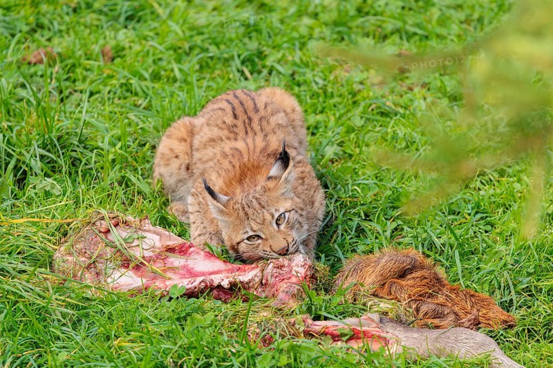 A young Eurasian lynx (Lynx lynx) eats the leg of a red deer lying in a meadow