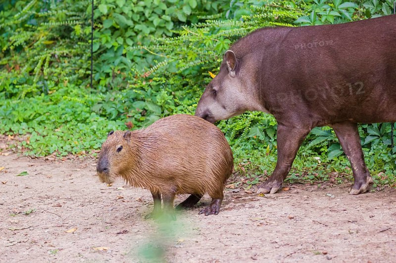 A South American tapir (Tapirus terrestris) and a Capybara (Hydrochoerus hydrochaeris) share the habitat