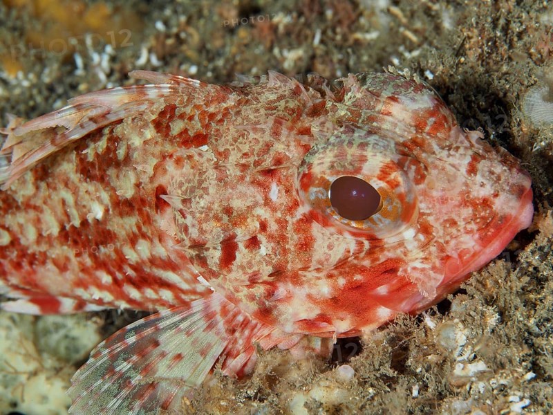 Close-up of the head of a Small red scorpionfish (Scorpaena notata) with accentuated scales and eyes in the Mediterranean Sea near Hyères. Dive site Les Grottes, Giens peninsula, Provence Alpes Côte d'Azur, France
