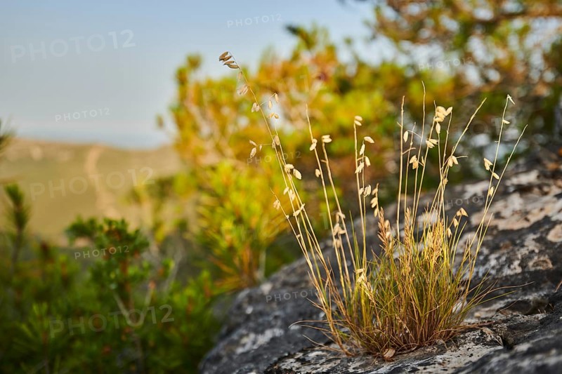 Sheep's fescue (Festuca ovina) growing at Mount "La Talaia del Montmell" at evening, Catalonia, Spain