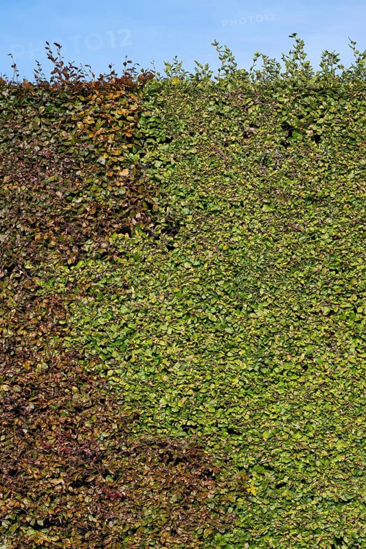 High hedge, Humlebæk, Nivå Bugt, Hovedstaden, Øresund coast, Denmark