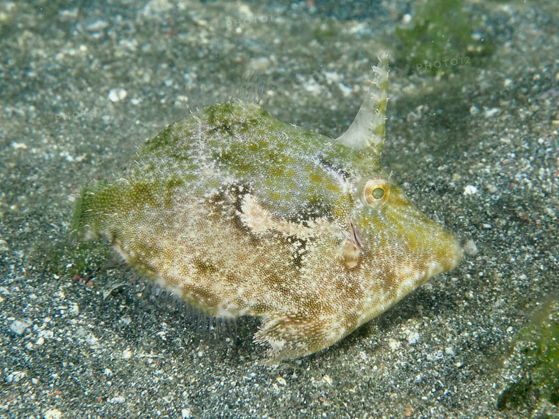 A camouflaged seagrass filefish (Acreichthys tomentosus) hides on the sandy seabed, dive site Secret Bay, Gilimanuk, Bali, Indonesia