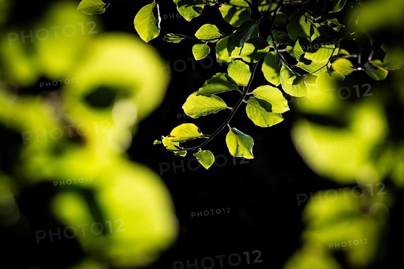 Leaves and branches of a beech tree, Humlebæk, Nivå Bugt, Hovedstaden, Øresund coast, Denmark