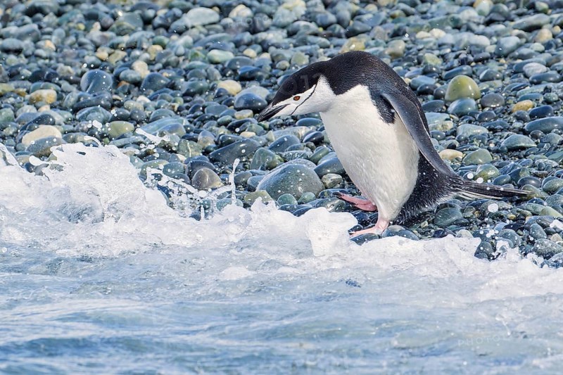 Chinstrap Penguin (Pygoscelis antarcticus) perched on a rocky beach on South Georgia Island