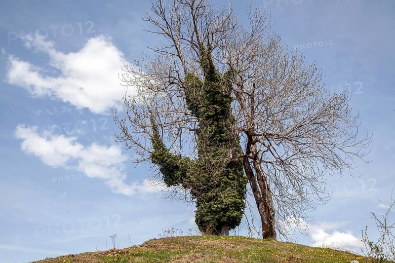 Tree overgrown with ivy (Hedera helix), near Ried, Oy-Mittelberg, Oberallgäu, Allgäu, Bavaria, Germany