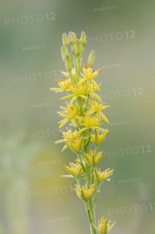 Bog asphodel (Narthecium ossifragum), inflorescence, Lower Saxony, Germany