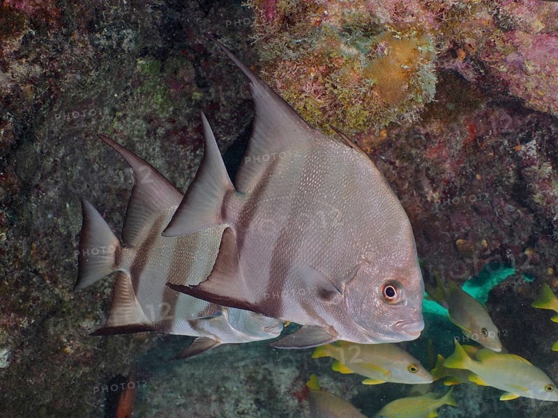 Atlantic spadefish (Chaetodipterus faber) swim near corals and rocks. Dive site John Pennekamp Coral Reef State Park, Key Largo, Florida Keys, Florida, USA