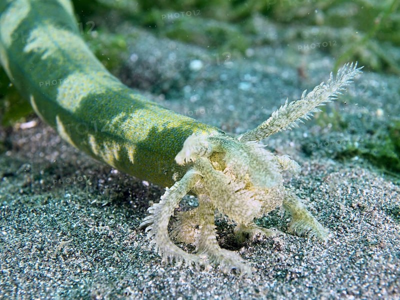 Close-up of the mouth of a cord-like sea cucumber, Feather mouth sea cucumber (Synapta maculata), on sandy bottom, dive site Secret Bay, Gilimanuk, Bali, Indonesia