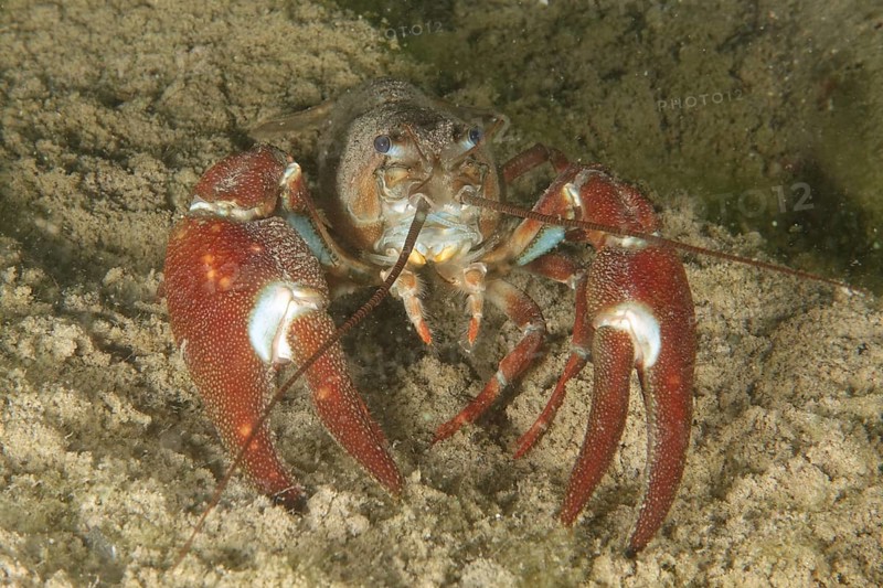 A crayfish with red claws, signal crayfish (Pacifastacus leniusculus), American crayfish, invasive species, moves over sandy ground. Terlinden dive site, Küsnacht, Lake Zurich, Canton Zurich, Switzerland