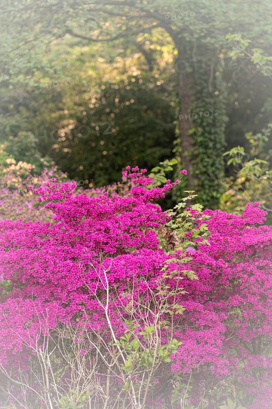 Rhododendron occidentale (Rhododendron occidentale) in pink, large shrub and many flowers, in the background a tree trunk overgrown with ivy and green shrubs, in the foreground individual branches with green leaves, Dortmund, Rombergpark, North Rhine-Westphalia, Germany