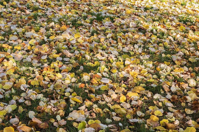 Fallen leaves from Syringa reticulata 'Falconskeape' - Japanese Tree LIlac on green grass lawn in autumn, Quebec, Canada