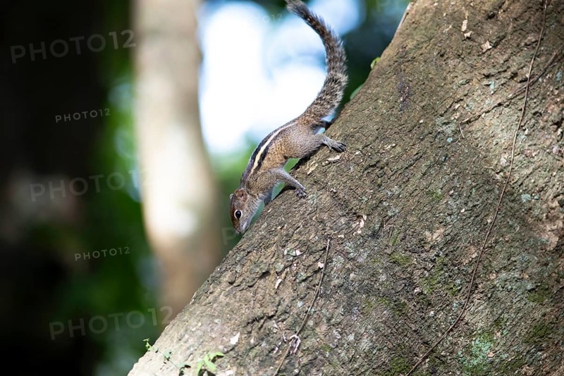 Chipmunk or chipmunk (Tamias) on a tree trunk, Royal Botanic Gardens, Kandy, Central Province, Sri Lanka