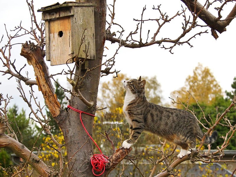 Domestic Cat (Felis catus) sneaking up bird nest box, Brandenburg, Germany