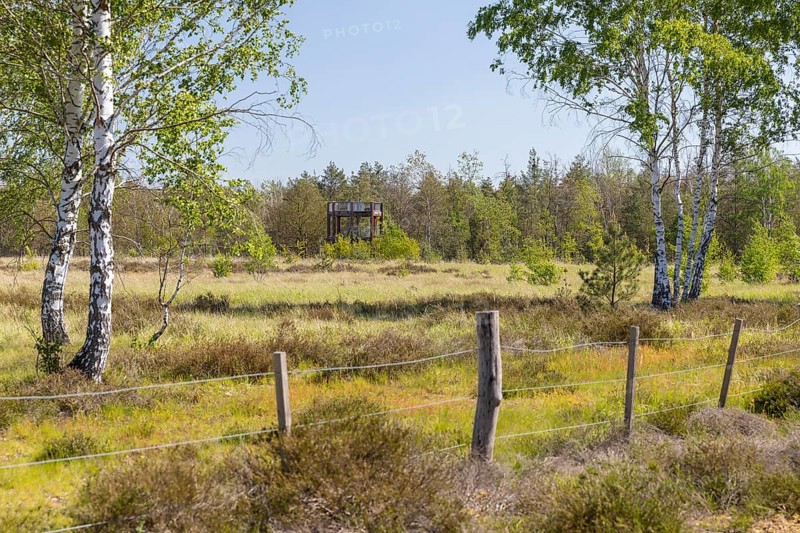 Observation tower on the heath trail through the Gohrischer Heide near Gröditz, Saxony, Germany