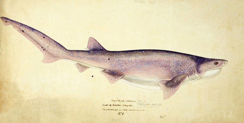 Broadnose sevengill shark, Notorynchus cepedianus, broadnose sevengill shark, fish, reproduction of an original, by Frank Edward Clarke (b. 1849, d. 1899), ichthyologist and scientific draughtsman
