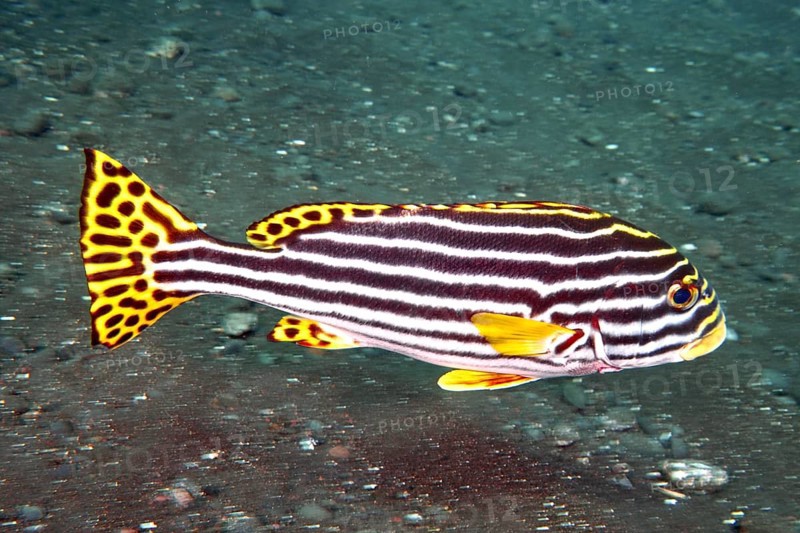 A black and yellow fish with stripes, Oriental sweetlips (Plectorhinchus vittatus), swimming over a dark sandy bottom, dive site USAT Liberty, Tulamben, Bali, Indonesia