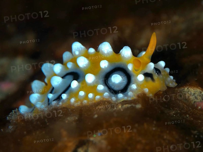 Yellowish warty snail with contrasting black dots, eyespot warty snail (Phyllidia ocellata), dive site Prapat, Penyapangan, Bali, Indonesia