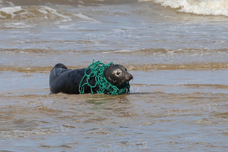 Grey seal (Halichoerus grypus) adult animal in the sea with a piece of netting around its neck, England, United Kingdom