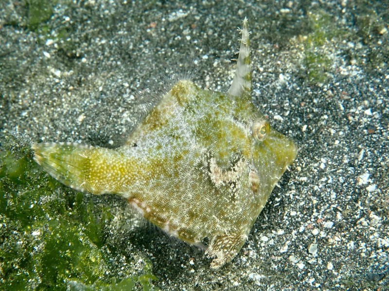 A small seagrass filefish (Acreichthys tomentosus) with a horn-like appendage on a sandy bottom, dive site Secret Bay, Gilimanuk, Bali, Indonesia