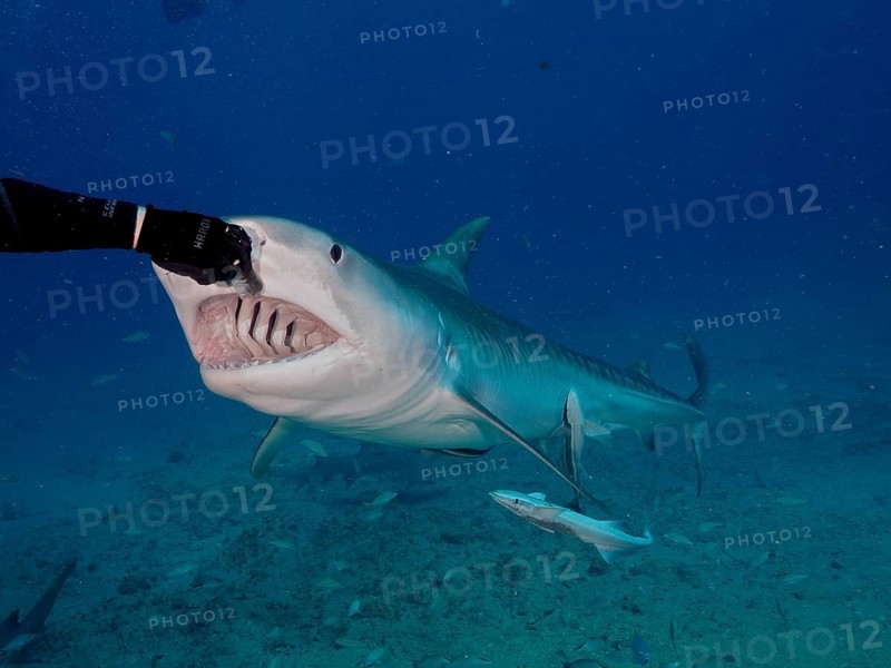 Diver feeding a Tiger Shark (Galeocerdo cuvier), dive site Jupiter, Florida, USA