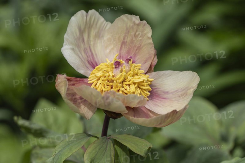 Caucasian peony (Paeonia mlokosewitschii), Emsland, Lower Saxony, Germany