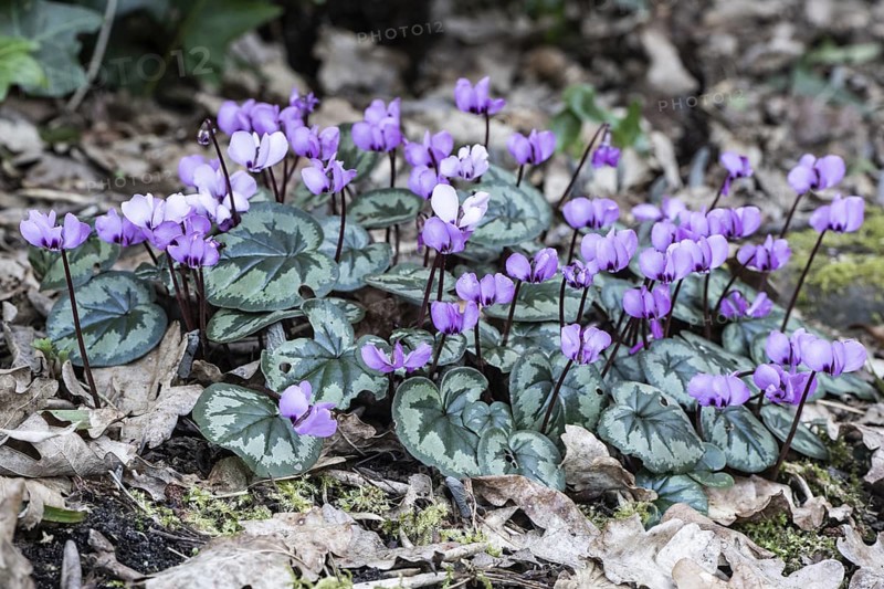 Early spring cyclamen (Cyclamen coum), Emsland, Lower Saxony, Germany