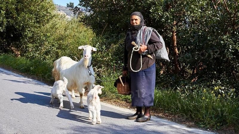 An elderly woman with three goats on a rural road, traditional clothing, sheep (e) or goat (n), ovis, caprae, Crete, Greek Islands, Greece