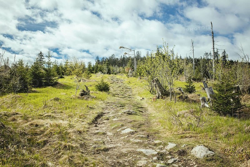 Ascent to the Gentiana bavarica, Bavarian Forest, Bavaria, Germany