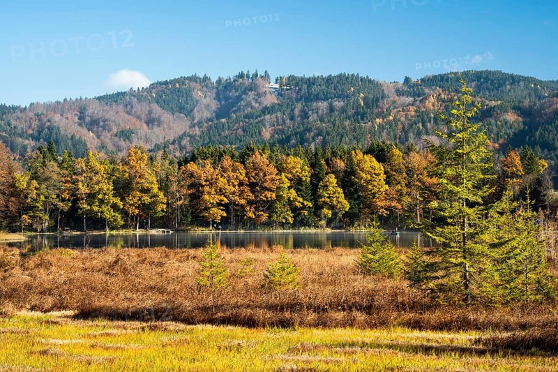 The Hengelesweiher pond in the Hengelesweiher nature reserve in autumn. The lake is surrounded by forest and meadows. Good weather, blue sky. Isny im Allgäu, Adelegg nature reserve, Allgäu, Baden-Württemberg, Germany