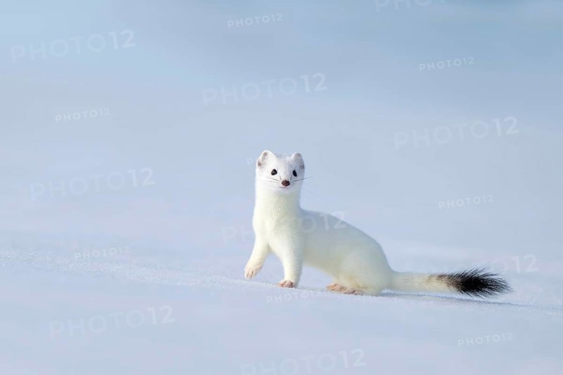 Ermine or large weasel (Mustela erminea), in winter fur, Eggen, Terfens, Tyrol, Austria