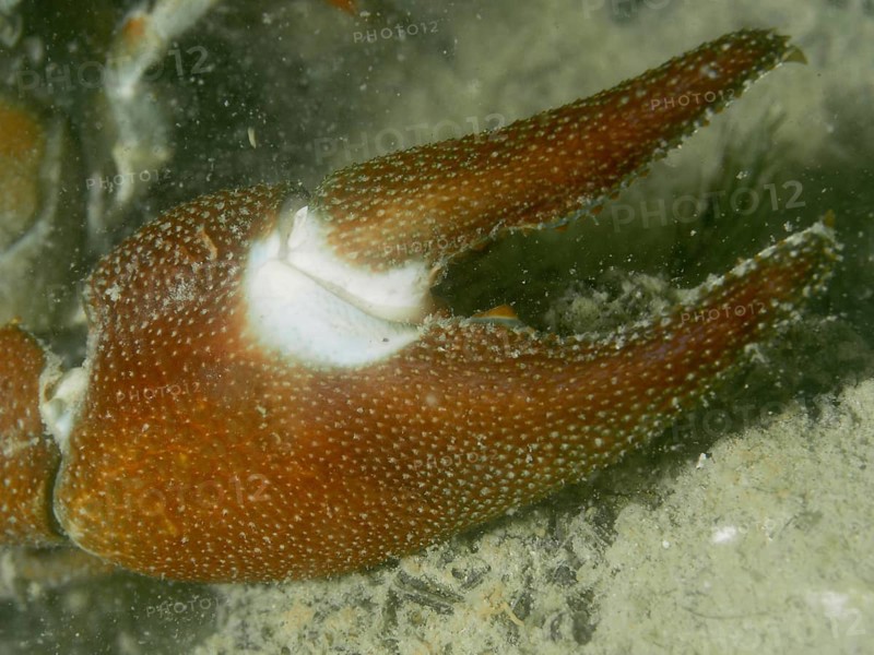 Close-up showing the detailed structure of a crayfish claw, in particular the eponymous white spot, of signal crayfish (Pacifastacus leniusculus), American crayfish, invasive species, in the water, Terlinden dive site, Küsnacht, Lake Zurich, Canton Zurich, Switzerland
