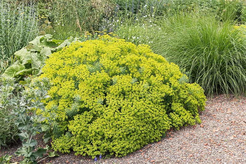 Steppe spurge (Euphorbia seguieriana subsp. niciciana)