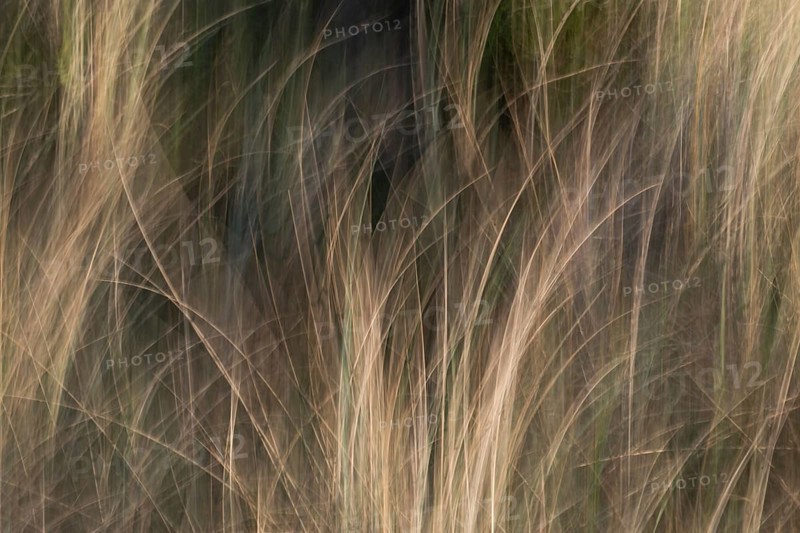 Beach grass, beach-like, dunes, wiping picture, Søndervig beach, Ringkøbing Fjord, Denmark