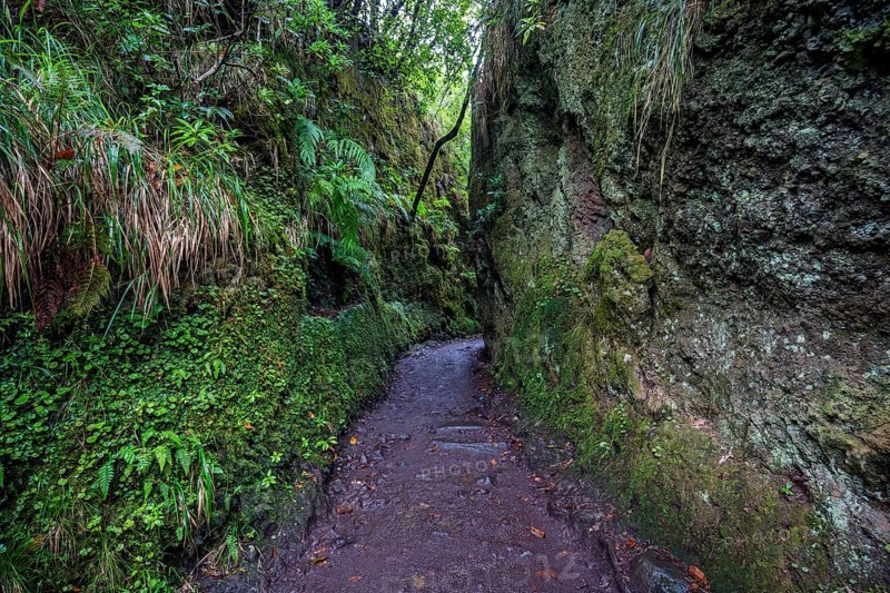 PR11 Vereda dos Balcões hiking trail to the Miradouro Balcoes viewpoint, Ribeiro Frio, Madeira, Portugal