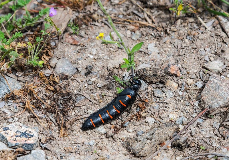 A black-orange beetle on an earthy substrate between small plants and stones, Beetle (Berberomeloe majalis), Oil beetle (Coleoptera), Extremadura, Spain