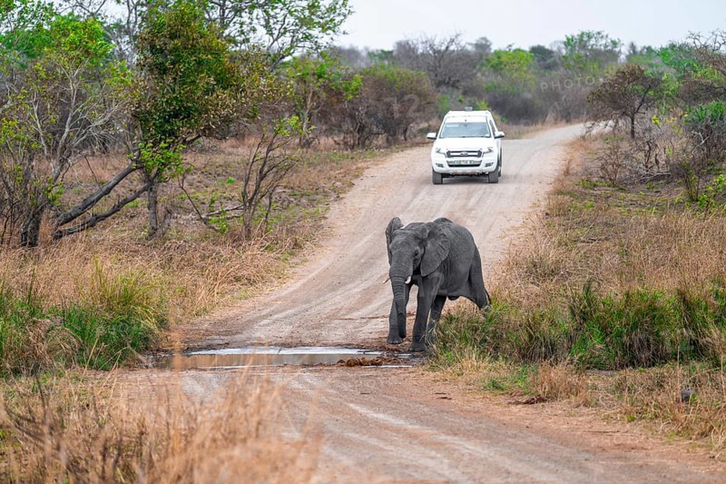 Off-road vehicle on a gravel track, African elephant (Loxodonta africana), adult, crossing a road, Kruger National Park, South Africa