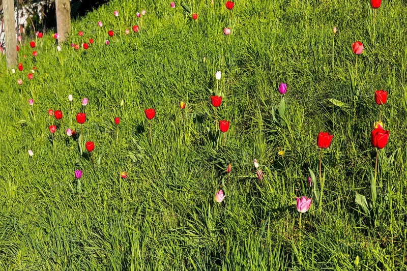 Tulips (tulpia) blooming in different colours in a meadow, spring in the Käbschütztal, Saxony, Germany